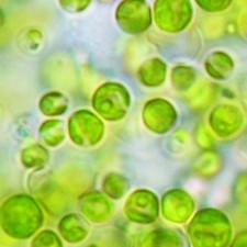 Χλωρέλλα… μια μαγική άλγη!